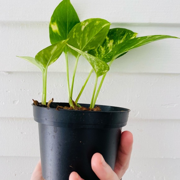 Golden Pothos in Nursery Pot - Picture 5 of 6